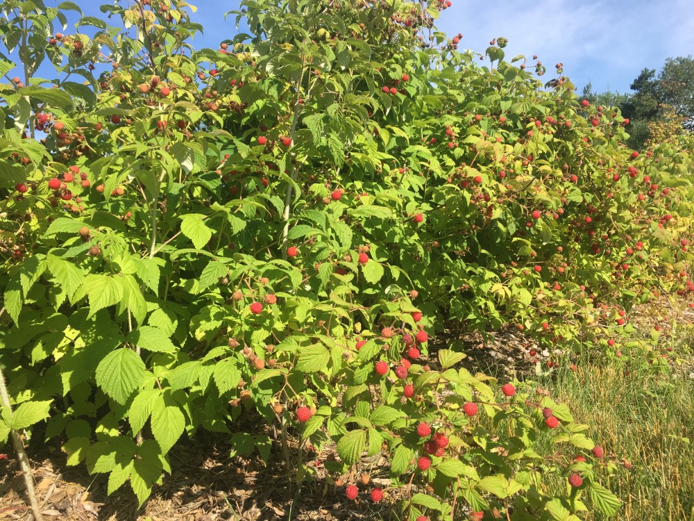 Rubus-ideaus2_Alex_July19