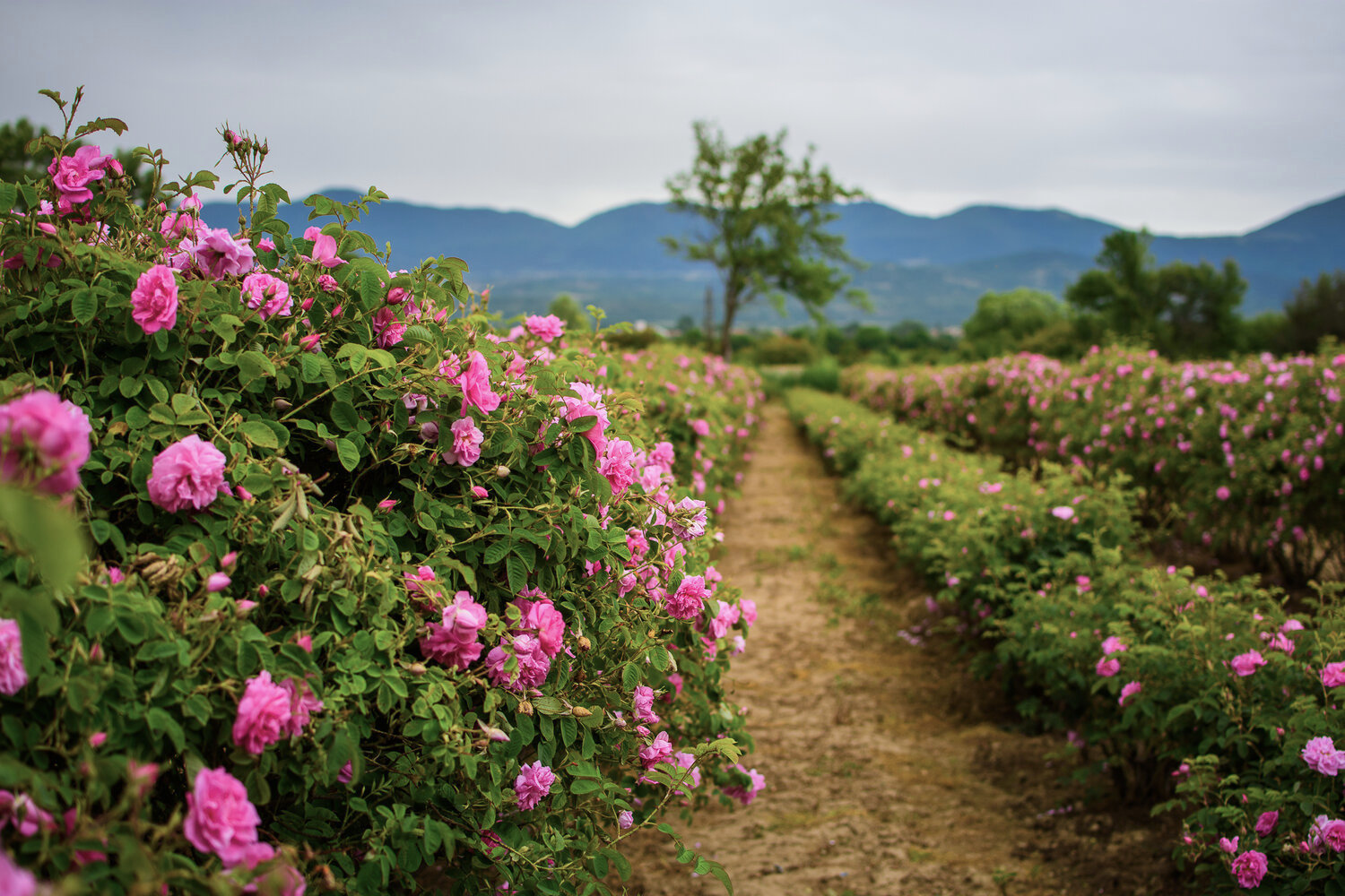 Rose Valley Bulgaria