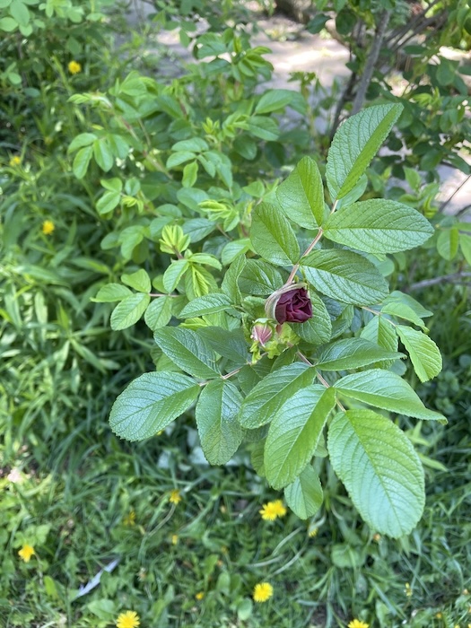 rose