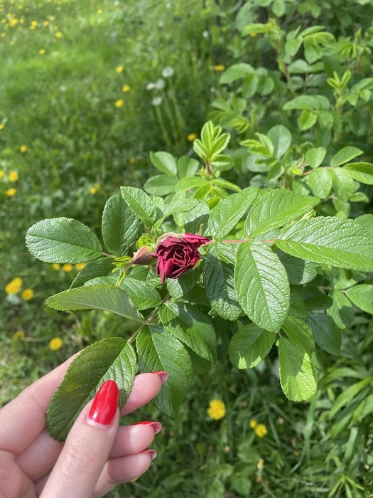 rose