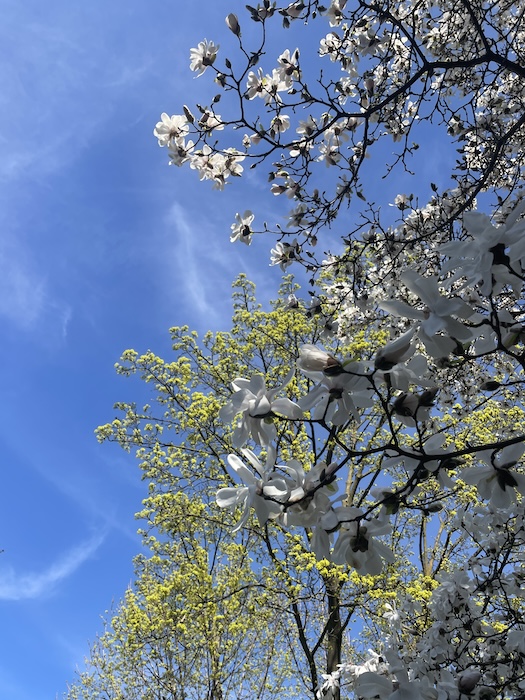 magnolia