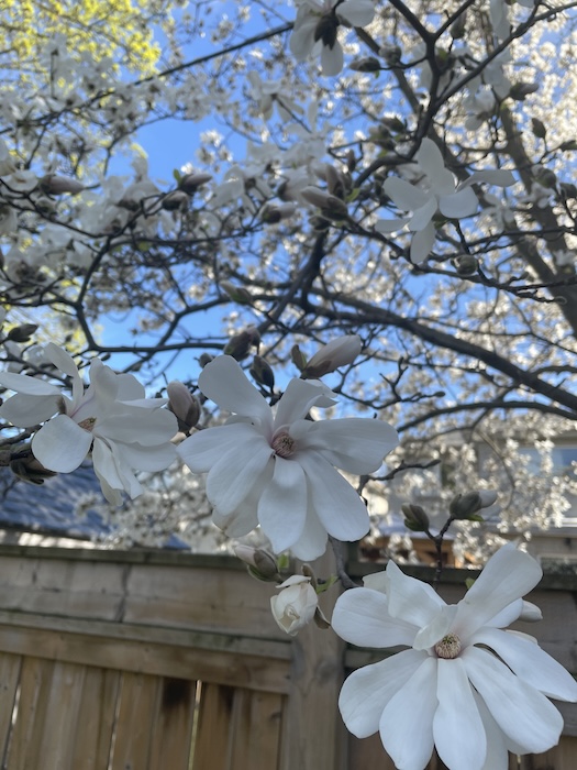 magnolia
