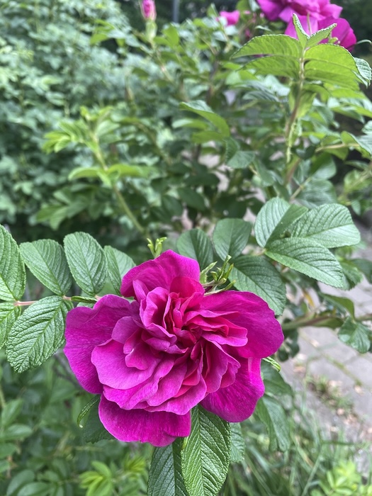 rose