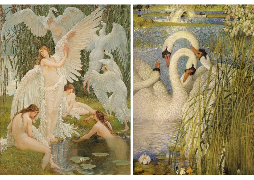 A beautiful image combing two paintings of swan maidens and crane wives, with the beautiful maidens and their feathery white dresses gently bathing in the waters of the magical lake.