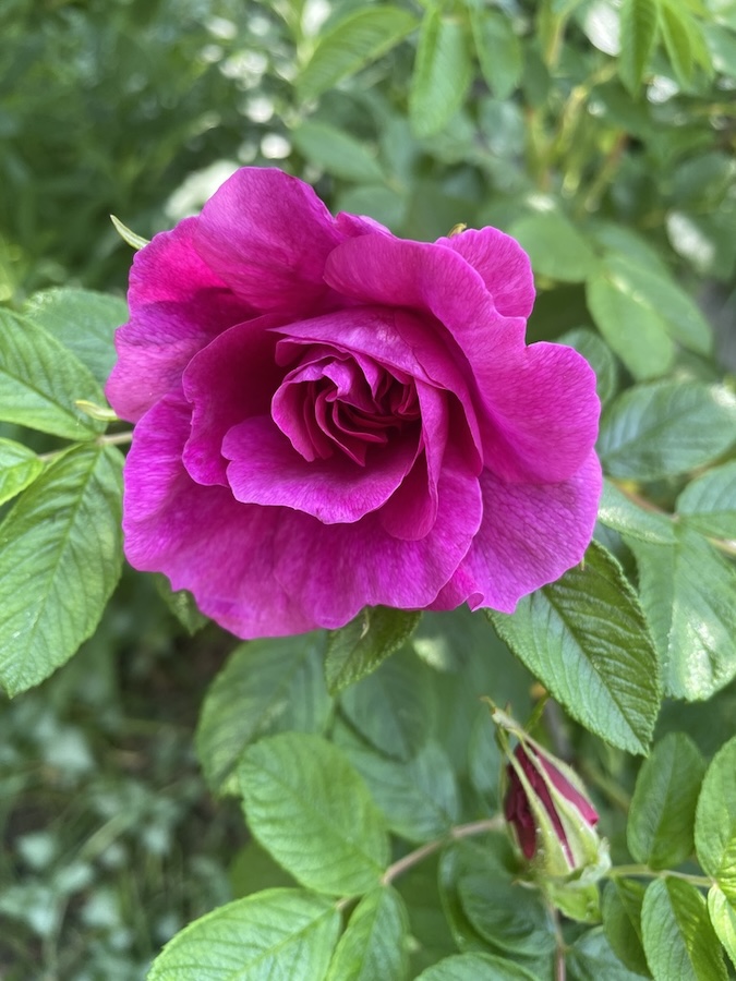our wild roses A vibrant fuchsia rose in full bloom with lush green leaves around her.