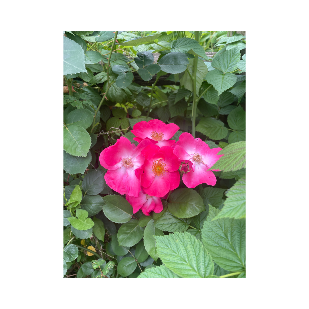 Beautiful wild pink roses in a garden surrounded by lush greens.