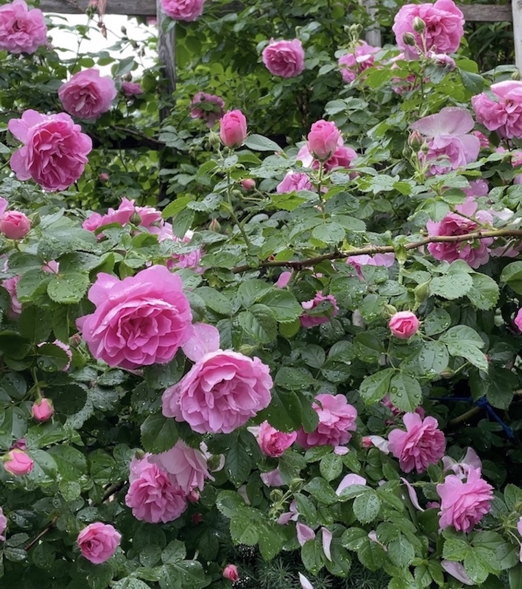 Petals and Pearls How to Find Your Way Back to Each Other in Intimate