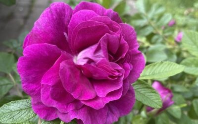 The Secrets of Feminine Manifestation