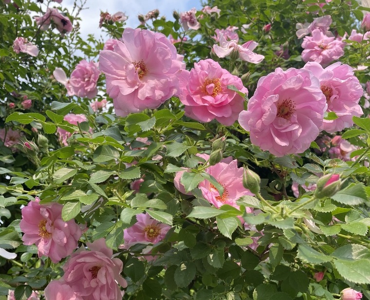 A cluster of vibrant pink roses blooms among lush green leaves on a sunny day, with a blue sky peeking through the foliage in the background.