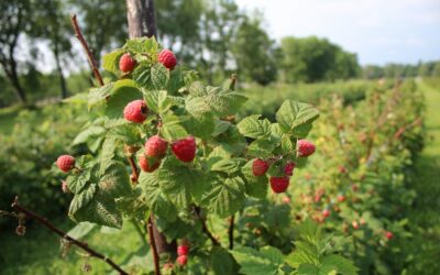 The Love and Healing Benefits of Raspberry Leaf