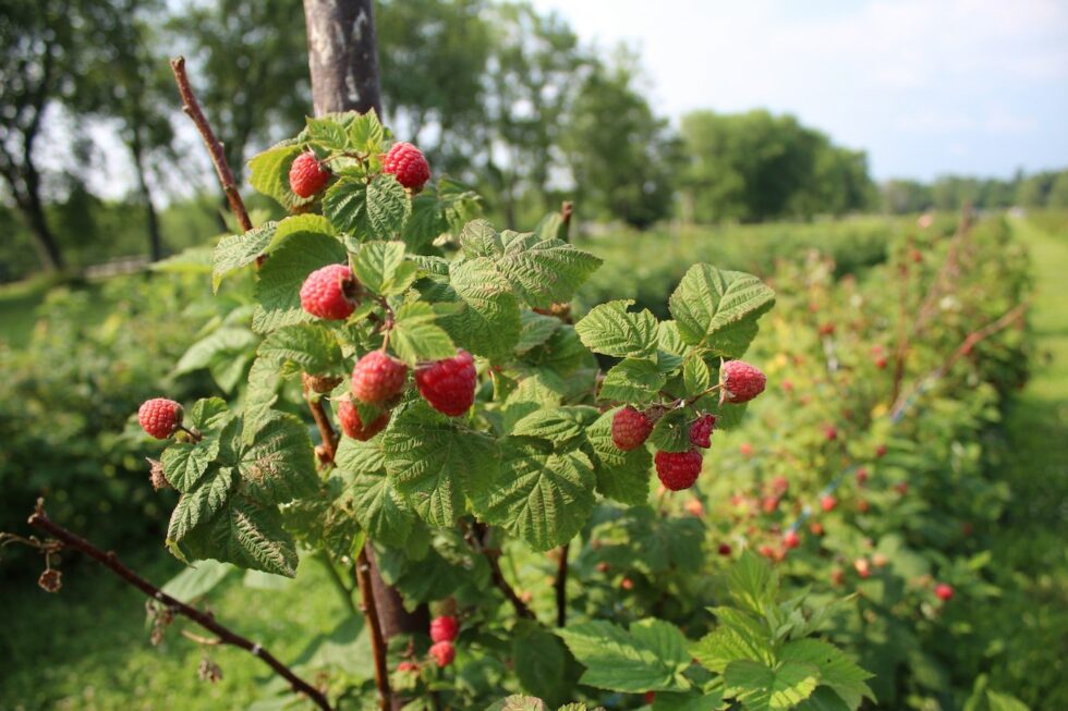 The Healing Benefits of Raspberry Leaf | Lubomira Kourteva