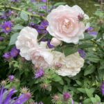 Light pink roses bloom among vibrant purple asters and green foliage in a garden setting. The flowers are surrounded by lush leaves, creating a colorful and natural scene.