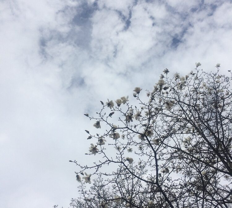 Into the Waters Lunar Mansion, and the Dharma of Purva Ashadha Nakshatra