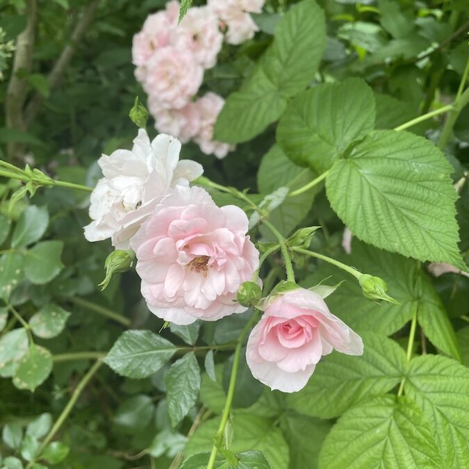 Light pink roses in bloom surrounded by lush green leaves and stems, with several rosebuds and clusters of flowers visible in a garden setting.