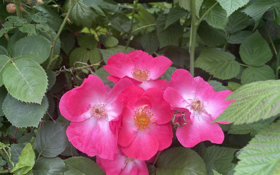 Five bright pink wild roses with yellow centers bloom among dense green leaves and stems in a natural garden setting.