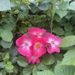 Five bright pink wild roses with yellow centers bloom among dense green leaves and stems in a natural garden setting.