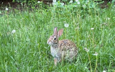 Wild Communion, and the Natural Connection