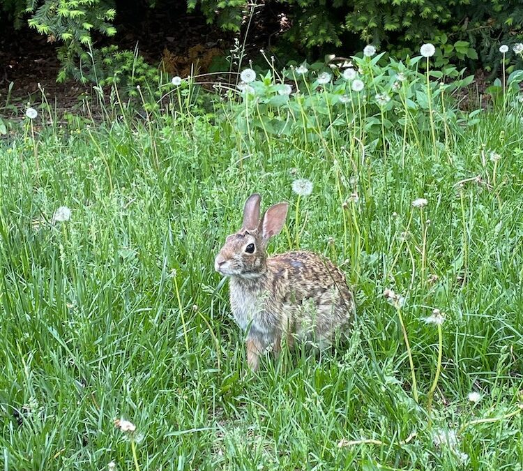 Wild Communion, and the Natural Connection