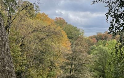 The Wisdom of the Medicine Wheel