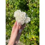 A hand with pale nail polish holds a small bouquet of white roses in sunlight, with vibrant green foliage in the background.