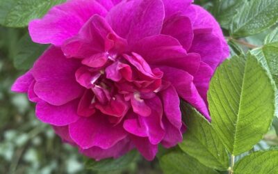 New Moon in Rohini, the Blooming of the Sweetest Rose