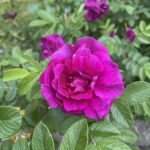 A vibrant magenta rose in full bloom is surrounded by green leaves, with more magenta roses and foliage blurred in the background.