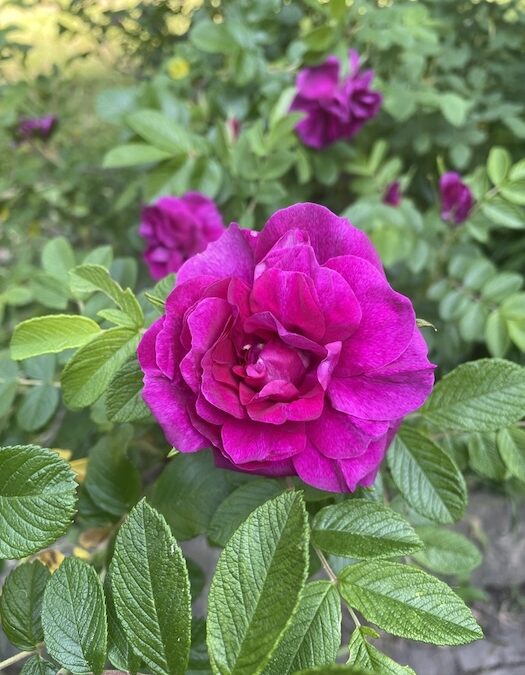 A vibrant magenta rose in full bloom is surrounded by green leaves, with more magenta roses and foliage blurred in the background.