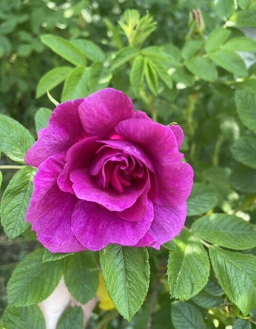 A vibrant pink rose in full bloom surrounded by lush green leaves, with sunlight highlighting the petals and foliage.