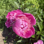 Bright pink peonies in full bloom with lush green leaves in the background, illuminated by sunlight in an outdoor garden setting.