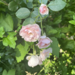 Cluster of light pink roses in full bloom and bud stages, hanging from a green leafy branch, with sunlight illuminating the flowers and leaves in a lush garden setting.