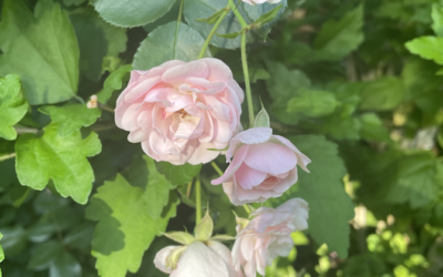 The Tale of the Star-Threaded Weaver, and Awakening Love from Silent Truths