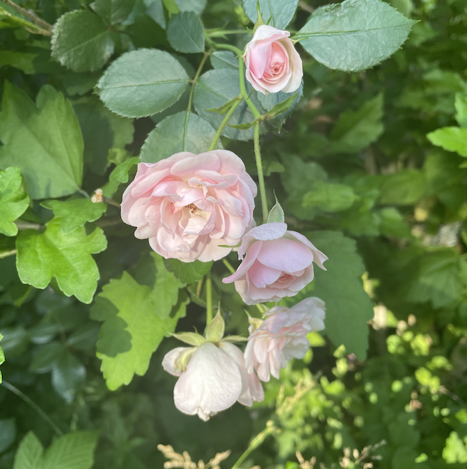 The Tale of the Star-Threaded Weaver, and Awakening Love from Silent Truths