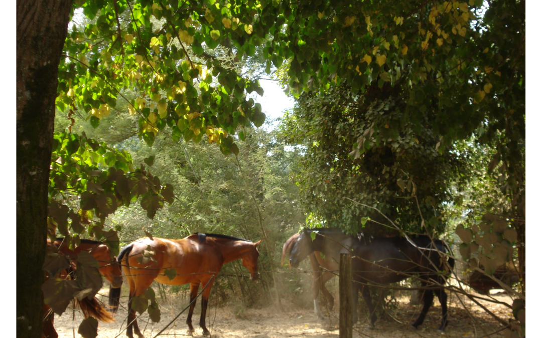 Three horses stand under the shade of leafy green trees by a wooden fence on a sunny day, with sunlight filtering through the branches and casting dappled shadows on the ground.