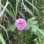 A beautiful pink wild rose, blooming in the lush greens in a summer afternoon.