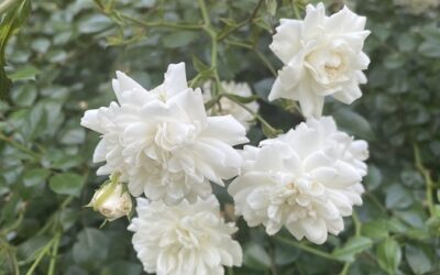Spiritual Development Phases: Purity and Moral Attunement