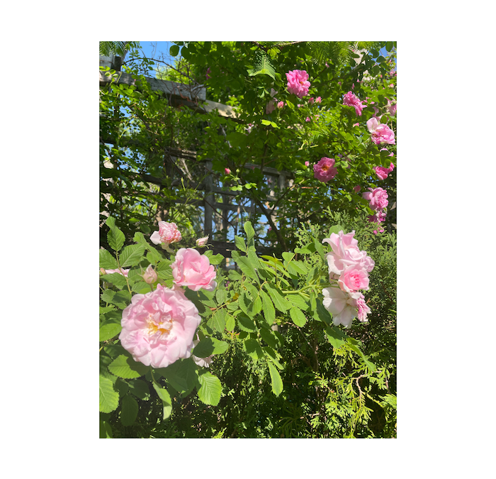 Beautiful pink roses rising along the fence of a house and surrounded by lush greens, with the sun shining upon them in early summer.