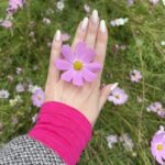 A beautiful gentle woman's hand with light-colored nails holds a pink cosmos flower over a field of similar flowers. The person is wearing a pink sleeve under a black-and-white patterned coat.