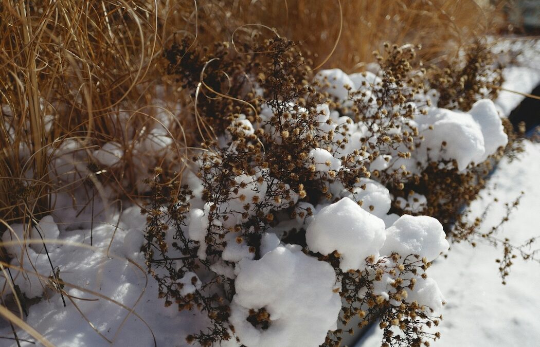 Snow covered brown grass and tiny branches, with the sun shining lightly upon it.