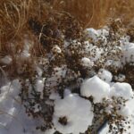 Snow covered brown grass and tiny branches, with the sun shining lightly upon it.