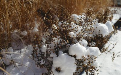 First Snow, Spiritual Ethics and Insights on Ashlesha