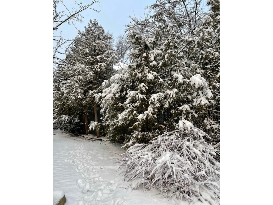Snow covered evergreen trees in a garden beside a path with footprints in freshly fallen snow. The scene is serene and romantic, like a winter fairy tale.
