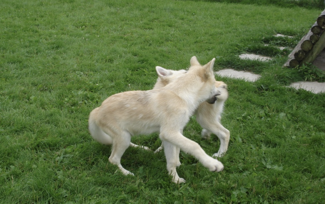 Two Arctic wolf pups playing around in a green field.