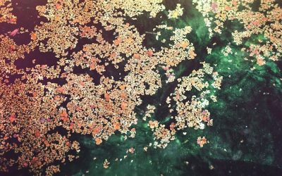 Of Water and Stars, and the Dharma of Purva Ashadha