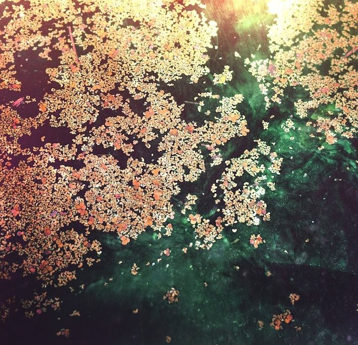 A beautiful art photo, which has a green background as if in water, and golden leaves or particles. The scene is serene, mystical and abstract.