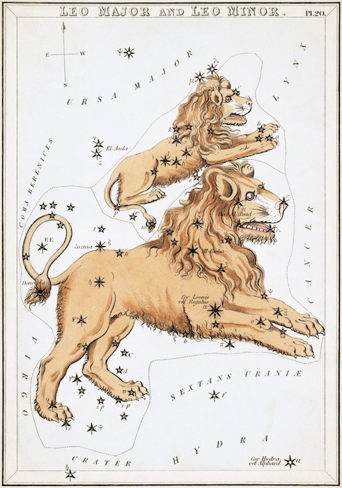 An old painting showing the constellations Leo Major and Leo Minor, depicted as two lions, the big one and the little one on top of it.