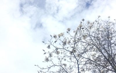 Into the Waters Lunar Mansion, and the Dharma of Purva Ashadha Nakshatra