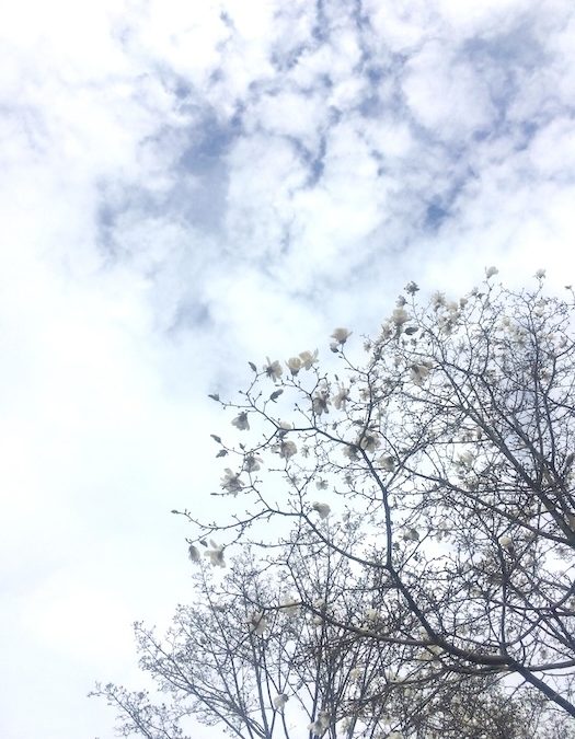 Into the Waters Lunar Mansion, and the Dharma of Purva Ashadha Nakshatra