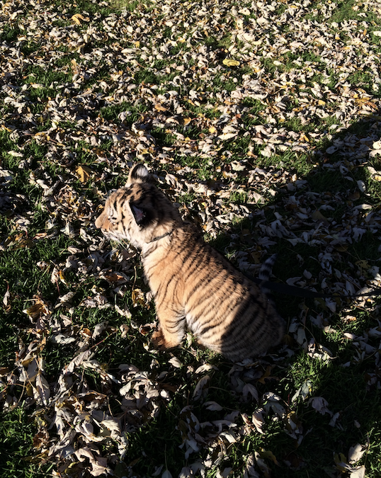 Fixed Star Aldebaran, When Archangel Michael Guides your Path