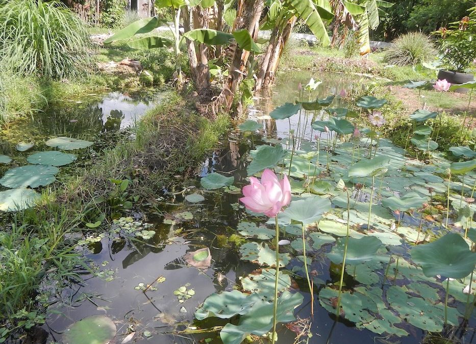 Lotus flower blooming in pink in a pond, during beautiful daytime with the sun and lush green around it.